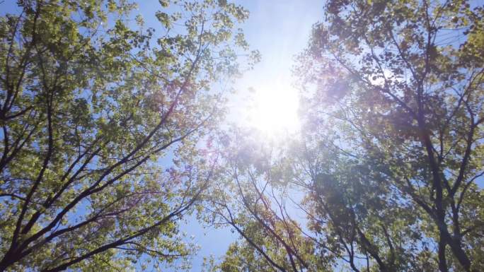 夏天阳光穿过树林树叶子自然风景视频素材8