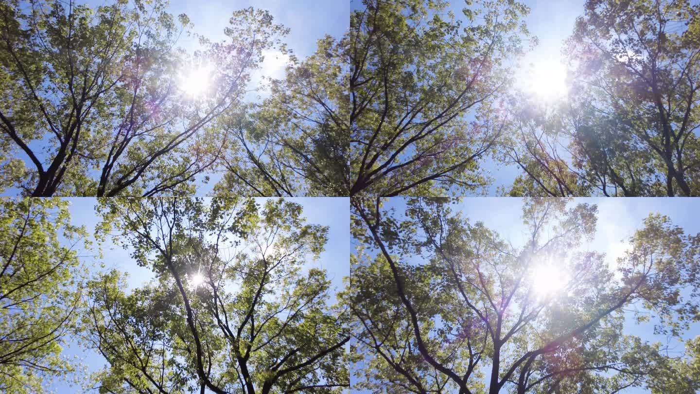 夏天阳光穿过树林树叶子自然风景视频素材8