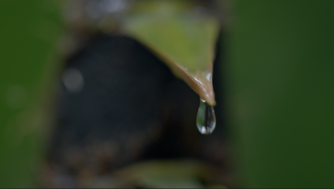 水滴、竹笋水滴升格