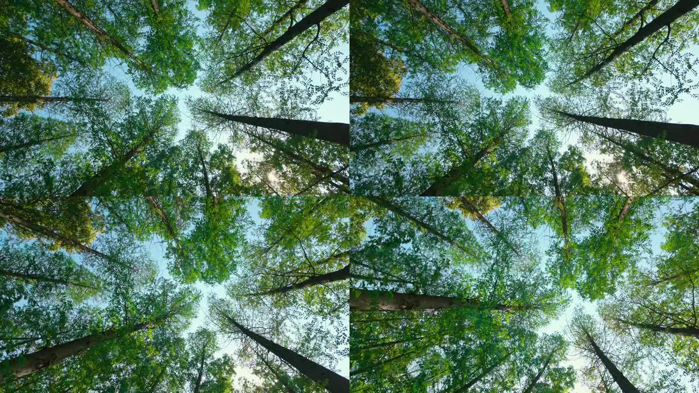 垂直向上拍摄松树林