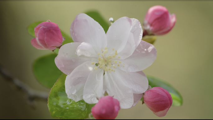 海棠花 阳光 水滴