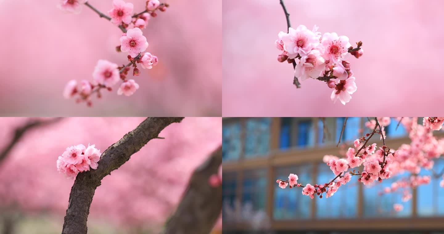 春暖花开 唯美花朵背景