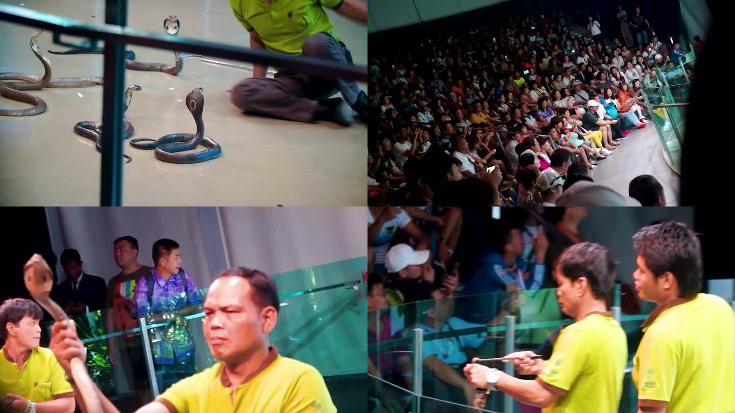 泰国舞蛇表演  眼镜蛇