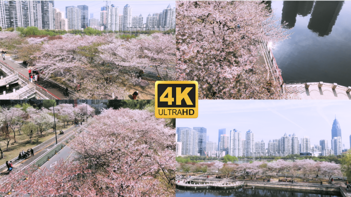 武汉西北湖樱花生长盛开