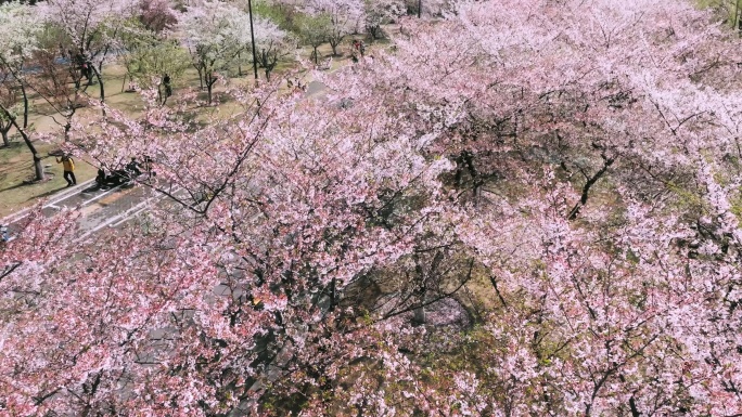 武汉西北湖樱花生长盛开