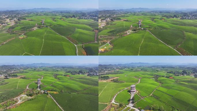 4K 贵州最大茶种植遵义湄潭茶海3