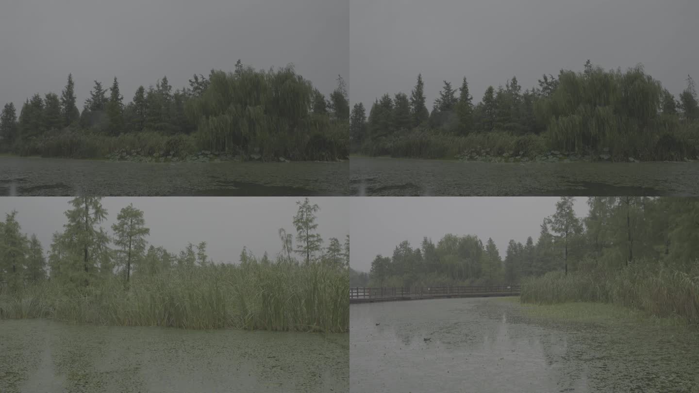 下雨视频，森林湿地，浮萍荷花，雨景可调色