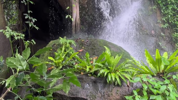 厦门植物园