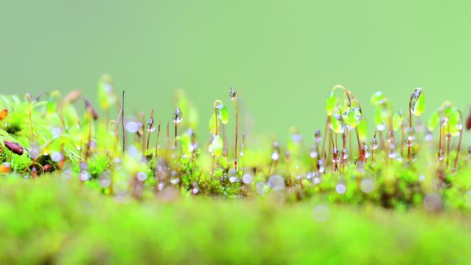 苔藓植物组镜