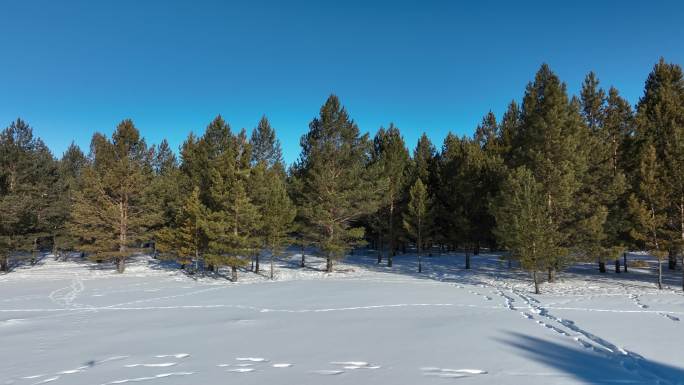 雪地松林