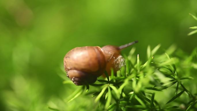 微距摄影微观世界蜗牛