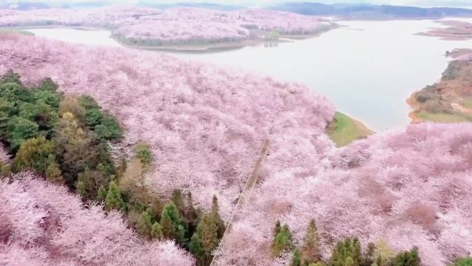 上春山之贵州春日美景