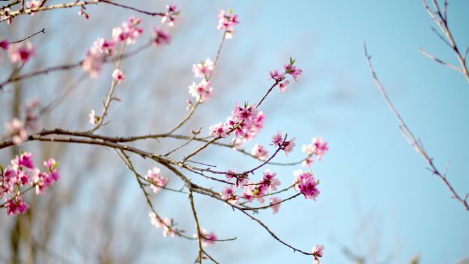 实拍春天桃花盛开