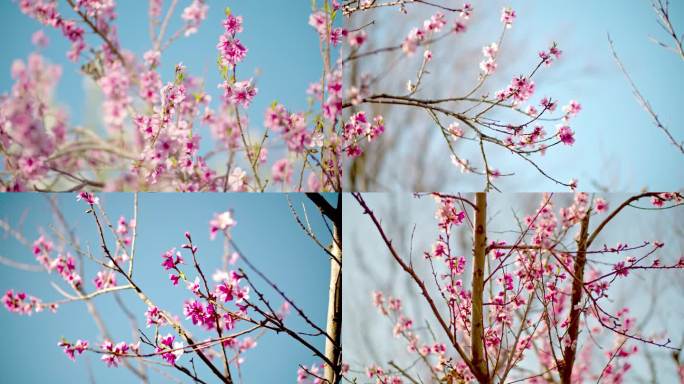 实拍春天桃花盛开