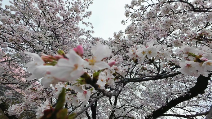 樱花特写慢动作