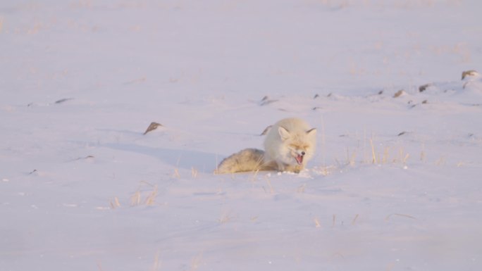 4K沙狐 野生狐狸