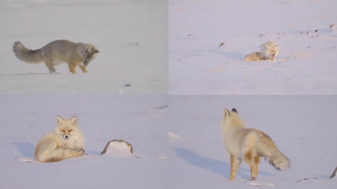 4K沙狐 野生狐狸