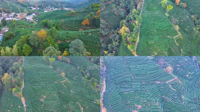 唯美杭州西湖龙井茶文化景区航拍茶园地茶叶