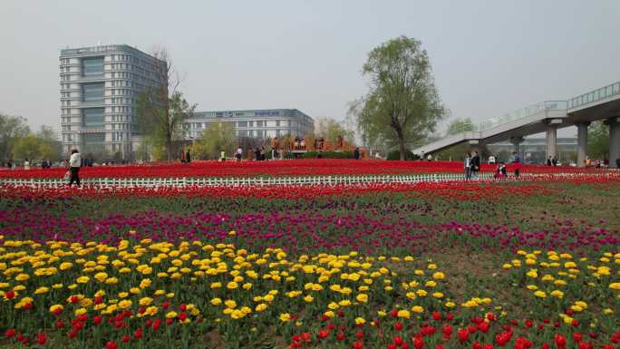 郁金香花海解锁中国滨州站