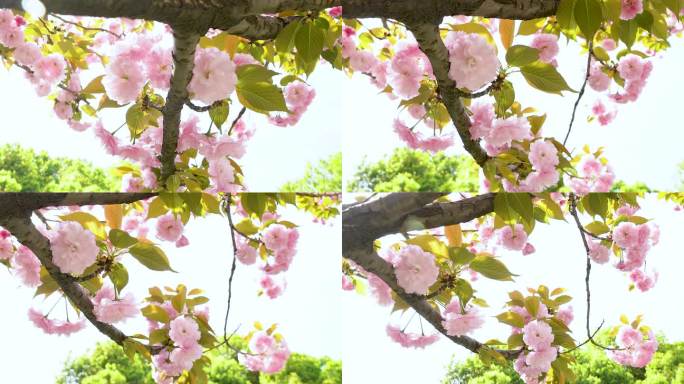 春天樱花盛开4k升格镜头