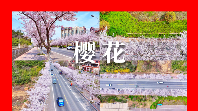 青岛樱花