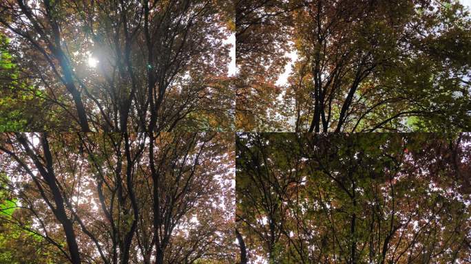 树林大树光影树叶碎影影子阳光树