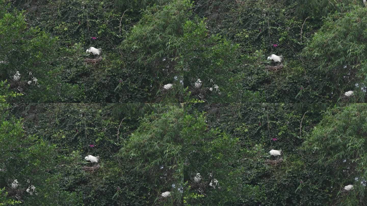 春天繁殖期的白鹭