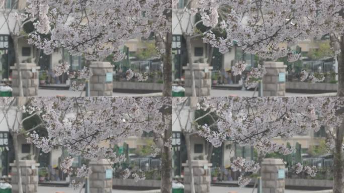 航拍威海市高区恒瑞街盛开的早樱花树