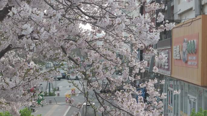 航拍威海市高区恒瑞街盛开的早樱花树