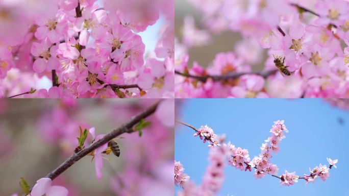 春天花朵盛开蜜蜂幸苦采蜜