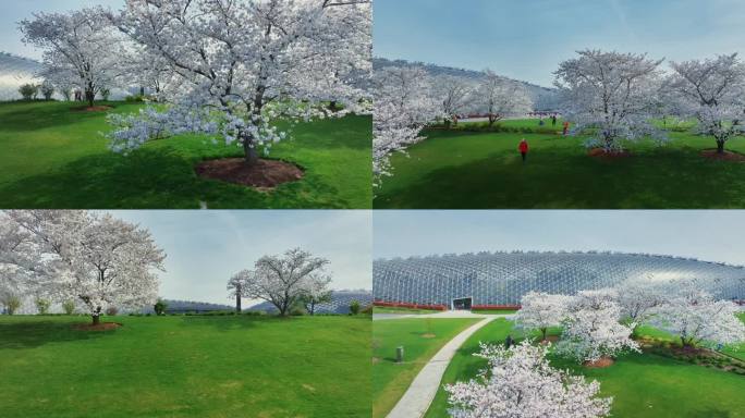 上海松江辰山植物园樱花树