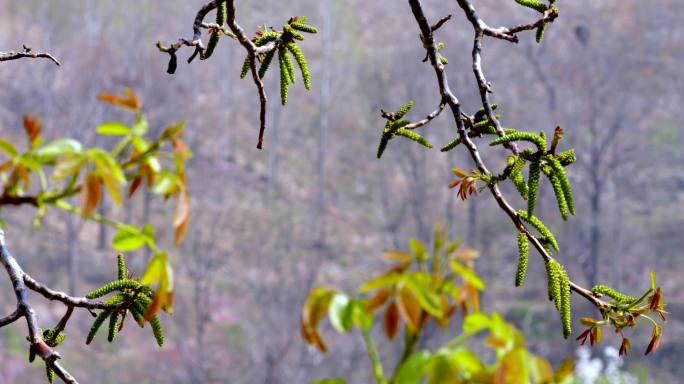 核桃花 核桃树