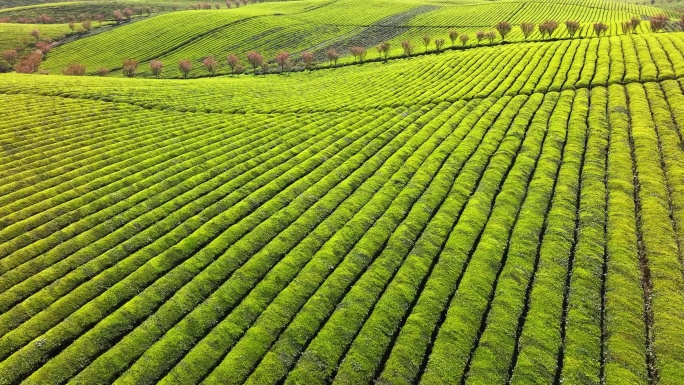 4K 贵州最大茶种植遵义湄潭茶海