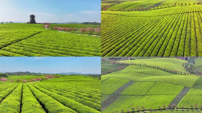 4K 贵州最大茶种植遵义湄潭茶海
