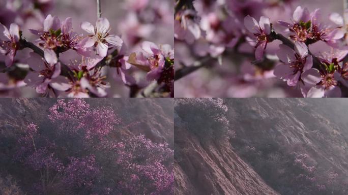 蒙古扁桃 野杏树 灌木 沙漠植物 固沙