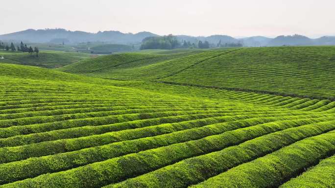 4K 贵州最大茶种植遵义湄潭茶海2
