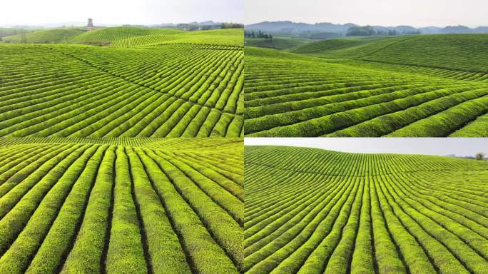 4K 贵州最大茶种植遵义湄潭茶海2