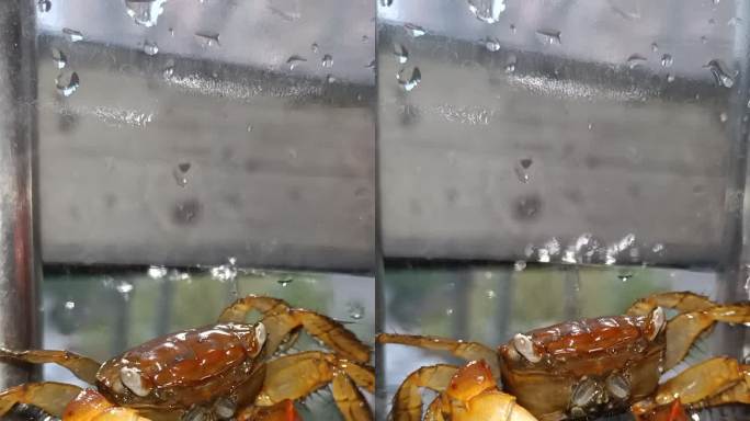 泰国相手蟹淡水蟹观赏蟹萌宠宠物原创视频