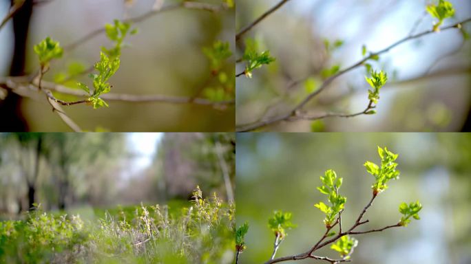 春色满园树木发芽公园绿地春天景色
