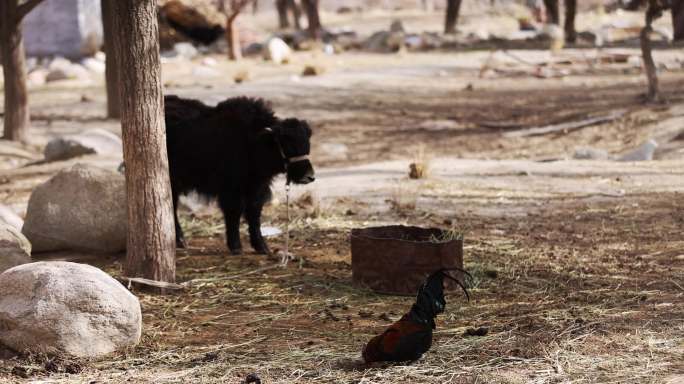 清晨农场里的高原黑色小牦牛