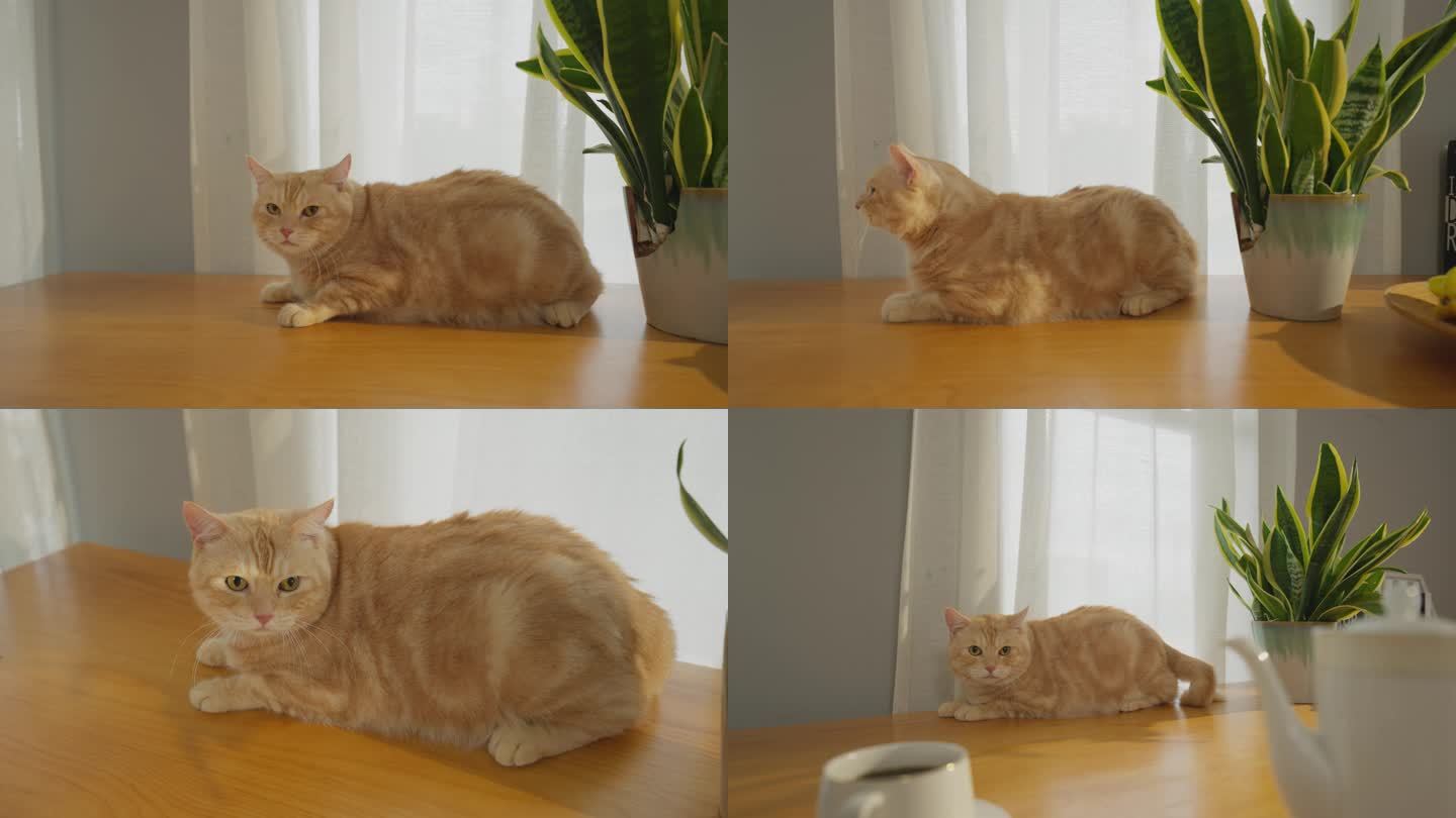 桌上的橘猫