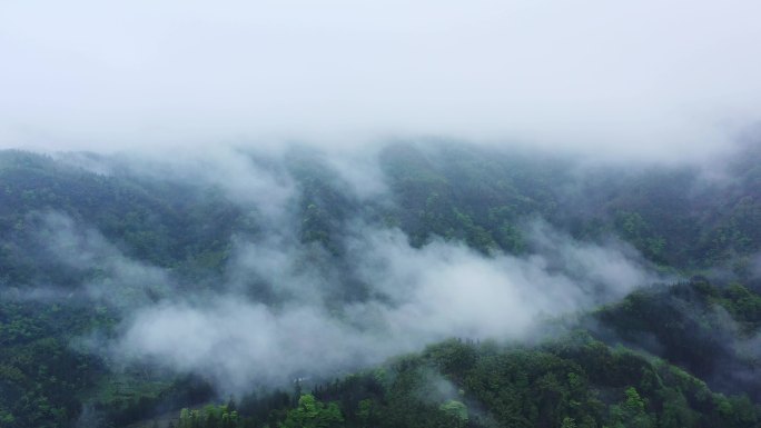 云雾 绿色 大山 森林 雾气