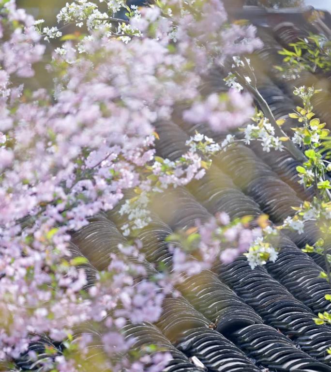 【原创4K】春天立春美景春暖花开