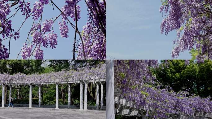 杭州花圃紫藤花蓝天素材