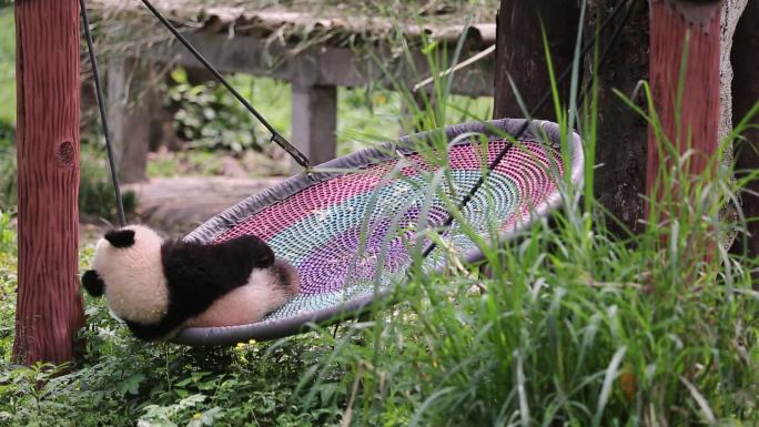 重庆动物园大熊猫莾小伍原始视频素材