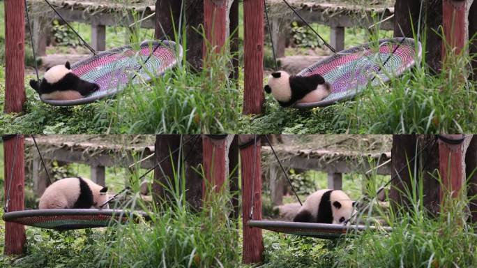 重庆动物园大熊猫莾小伍原始视频素材