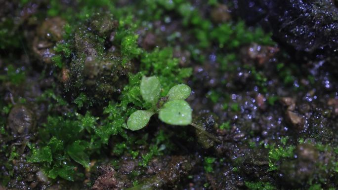绿植苔藓青苔微距特写升格慢动作