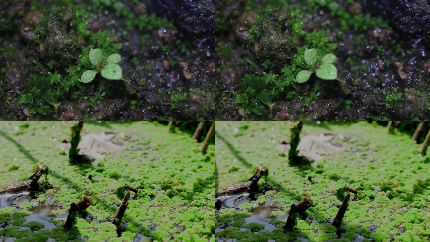 绿植苔藓青苔微距特写升格慢动作