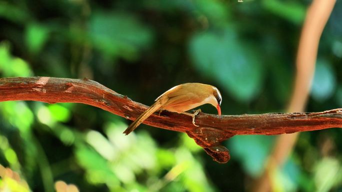 棕头钩嘴鹛 《世界自然保护联盟濒危物种》