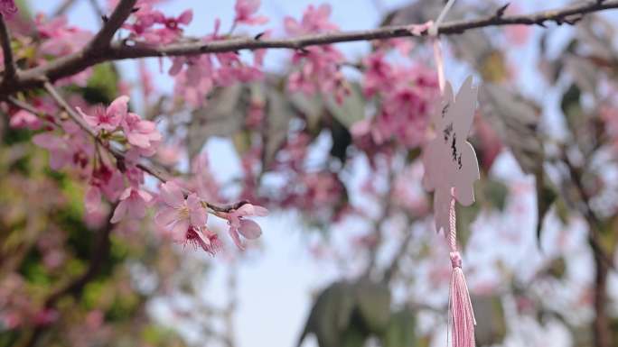 风中摇曳的樱花与心愿卡